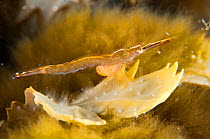 Mysid on algae (Fucus serratus), Shetland Isles, Scotland, UK, June.