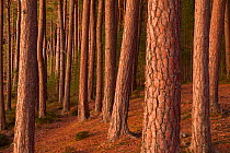 Scot&#39;s pine forest (Pinus sylvestris), in late evening light, Abernenthy Forest, Cairngorms National Park, Scotland, UK.November