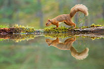 Red Squirrel (Sciurus vulgaris), at woodland pool, Cairngorms National Park, Scotland, UK.November