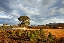 Scot&#39;s pines (Pinus sylvestris) and regeneration on moorland, Abernethy, Cairngorms National Park, Scotland, UK.November