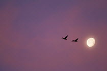 Greylag Geese (Anser anser) two birds in flight at dawn, Scotland, UK.November
