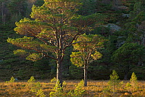 Scot&#39;s pines (Pinus sylvestris) in evening light, Glemore, Cairngorms National Park, Scotland, UK.November