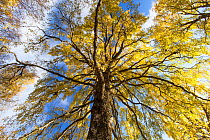 Ancient Silver birch (Betula pendula) tree in autumn, Cairngorms National Park, Scotland, UK. October.