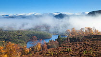 Rothiemurchus Forest on misty autumn morning with Cairngorms beyond, Cairngorms National Park, Scotland, UK.November