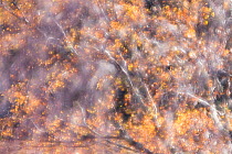 Impression of Birch tree (Betula pendula) in autumn , Scotland, UK. November.
