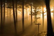 Sunlight splintering through misty pine forest at sunset, Glencharnoch Wood, Cairngorms National Park, Scotland, UK.November
