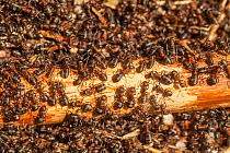 Hairy Wood Ant colony (Formica lugubris) , Abernethy, Scotland, UK.May