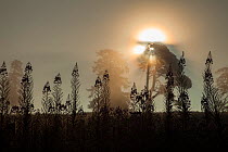 Rosebay willowherb (Chamerion angustifolium) and trees silhouetted at sunrise, Scotland, UK.August