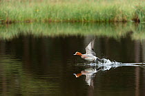 Wigeon (Anas penelope) adult male taking off from water in wetland habitat , Scotland, UK.May