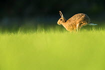 Brown Hare (Lepus europaeus) running across field of grass in evening light , Scotland, UK.May