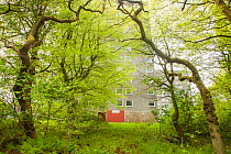 Woodland in spring with residential flat in background, Cumbernauld, Glasgow, Scotland, UK.May