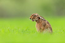 Brown hare (Lepus europaeus) yawning, sitting in field of grass, Scotland, UK.May