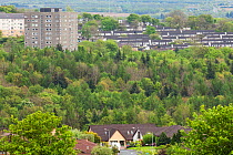 Woodland and trees amidst houses and flats, Cumbernauld, Glasgow, Scotland, UK.May