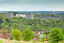 Woodland in spring in urban area, Cumbernauld, Glasgow, Scotland, UK.May