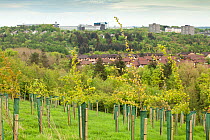 Woodland and saplings in urban area, Cumbernauld, Glasgow, Scotland, UK.May