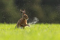 Brown Hare (Lepus europaeus) shaking water from front paws , Scotland, UK.May