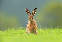 Brown Hare (Lepus europaeus) sitting in field of fresh green grass , Scotland, UK.May