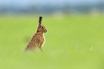 Brown Hare (Lepus europaeus) sat upright in alert pose in field of grass , Scotland, UK.May