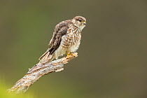 Merlin (Falco columbarius) , adult female perched, on moorland , Scotland, UK.June