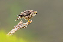 Merlin (Falco columbarius) , adult female perched, on moorland, Scotland, UK, June.