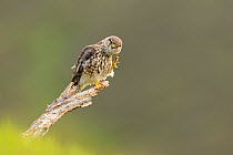 Merlin (Falco columbarius) , adult female perched, preening, Glen Tanar, Scotland, UK.June