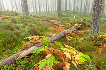 Fallen Scots pine (Pinus sylvestris) in woodland, Abernethy Forest, Scotland, UK. September.