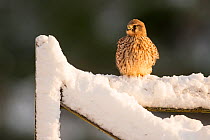 Kestrel (Falco tinnunculus) female perched on farm gate in snow , Scotland, UK.December