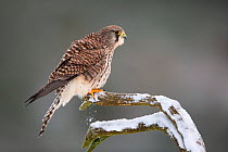 Kestrel (Falco tinnunculus) female perched in snow , Scotland, UK.January