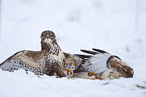 Common Buzzards (Buteo buteo) fighting on ground in snow, Scotland, UK, January.January
