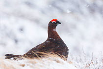 Red Grouse (Lagopus lagopus scoticus) adult male on heather moor in falling snow, Scotland, UK.March
