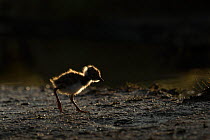 Lapwing (Vanellus vanellus), young chick backlit, Caithness, Scotland, UK, May.