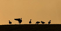White-fronted goose (Anser albifrons) small group silhouetted at sunset, Islay, Scotland, UK., March