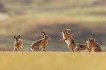Brown hare, (Lepus europaeus), group of animals in field, Islay, Scotland, UK., March