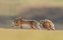 Brown hare, (Lepus europaeus), males in pursuit of female in-season, Islay, Scotland, UK., March