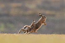 Brown hare, (Lepus europaeus), male in pursuit of female in-season, Islay, Scotland, UK., March