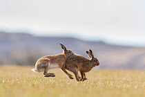 Brown hare, (Lepus europaeus), males in pursuit of female that is in season, Islay, Scotland, UK., March