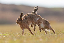 Brown hare, (Lepus europaeus), males in pursuit of female that is in season, Islay, Scotland, UK., March