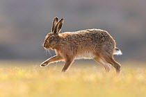Brown hare, (Lepus europaeus), running across field, Islay, Scotland, UK., March