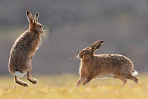 Brown hare, (Lepus europaeus), male and female displaying courting behaviour, Islay, Scotland, UK., March