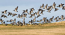 Barnacle geese, (Branta leucopsis) , flock in flght over farmland, Islay, Scotland, UK., March