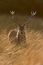 Red deer, (Cervus elaphus), stag in rough grassland, Jura, Scotland, UK., April