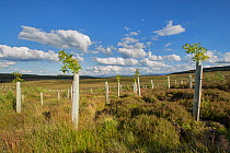 Oak (Quercus robur) saplings in tree guards planted as part of woodland expansion on moorland, Cairngorms National Park, Scotland, UK, July.
