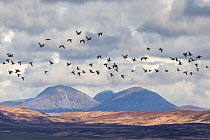 Barnacle goose (Anser brachyrhynchus) flock in flight with Paps of Jura in background, Islay, Scotland, UK, March.
