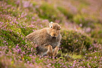 Mountain Hare (Lepus timidus) in summer coat amongst flowering heather, Scotland, UK, Augsut.August