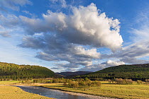 River Dee flowing through sheep pasture on Mar Lodge estate, Cairngorms National Park, Scotland, UK.May