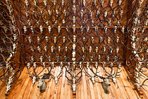 Display of over 2,000 red deer anlers in the &#39;Stag Ballroom&#39; on Mar Lodge estate, Cairngorms National Park, Scotland, UK.May