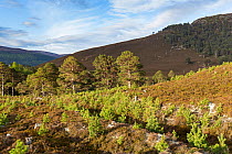 Naturally regenerating pine trees on Mar Lodge Estate, Cairngorms National Park, Scotland, UK.May