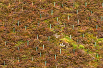 Newly planted trees protected by tree guards on moorland, Cairngorms National Park, Scotland, UK.May