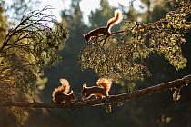 Red squirrel, (Sciurus vulgaris), three animals backlit on pine branch, Cairngorms National Park, Scotland, UK.May