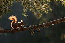 Red squirrel, (Sciurus vulgaris), backlit on pine branch, Cairngorms National Park, Scotland, UK.May